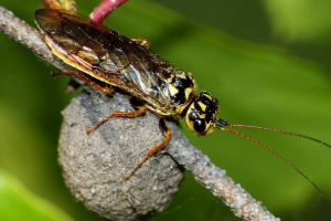 Tkanje pilula. Da li su ovi insekti priloženi za plovilo? Tkanje pilula. Da li su ovi insekti priloženi za plovilo?